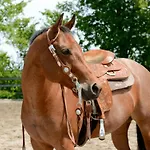 Urlaub Auf Der Aspen Ranch *