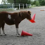 Urlaub Auf Der Aspen Ranch * Salem